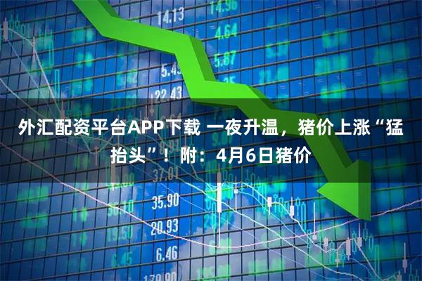 外汇配资平台APP下载 一夜升温，猪价上涨“猛抬头”！附：4月6日猪价